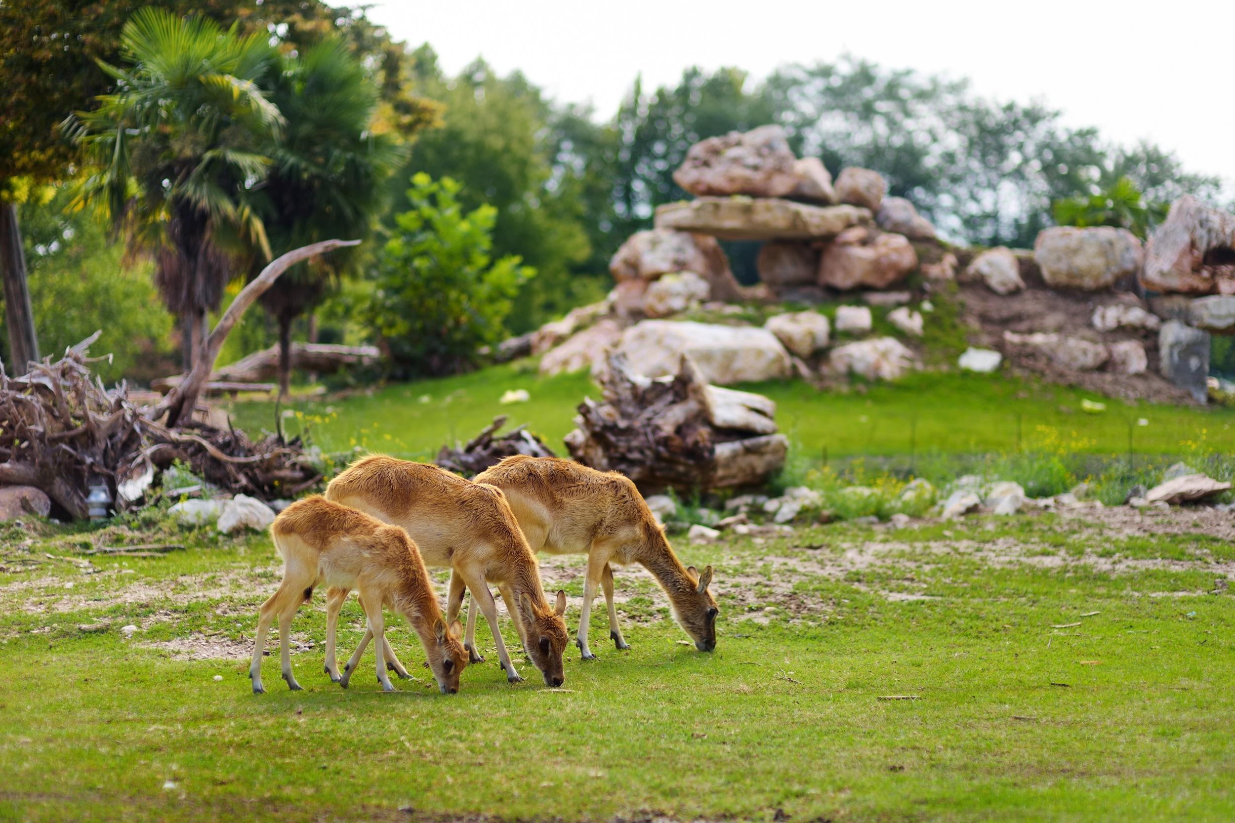 italië-parco-natura-viva-herten